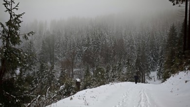 Snowy forest trail in foggy weather, quiet and cold atmosphere, Rennsteig, Thuringian Forest