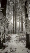 Tall, snow-covered trees in a quiet, wintry forest, Rennsteig, Thuringian Forest