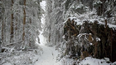 A narrow, snow-covered forest trail leads through thick, snow-covered trees, Rennsteig, Thuringian