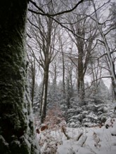 Snowy forest with still trees and a moss-covered trunk in the foreground, Rennsteig, Thuringian