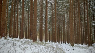 Lonely snow-covered forest with tall firs in quiet winter nature, Rennsteig, Thuringian Forest