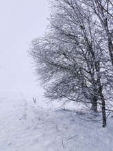 Lonely and snow-covered trees in a foggy winter landscape, Rennsteig, Thuringian Forest