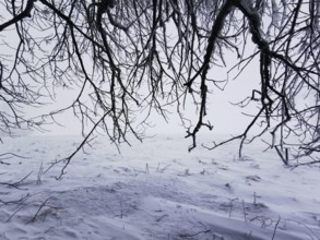 Dark, bare branches stretch across a snowy winter landscape, Rennsteig, Thuringian Forest