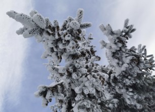 A tree covered with snow and ice against a cloudy sky, Rennsteig, Frankenwald