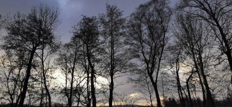 Silhouettes of trees against a gloomy evening sky in winter, Franconian Forest