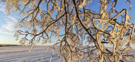 Icy branches glow in the warm light of sunrise in a field, Franconian Forest