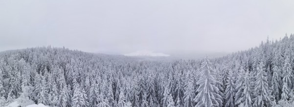 Snow-covered trees in a thick forest under a grey sky, Rennsteig, Thuringian Forest
