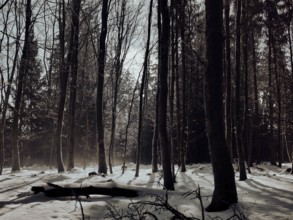 Wintery forest with snow-covered ground and long shades of trees, mystical, Rennsteig, Thuringian