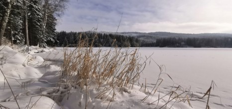 Snow-covered lakeside with reeds and surrounding forest in winter, Rennsteig, Thuringian Forest