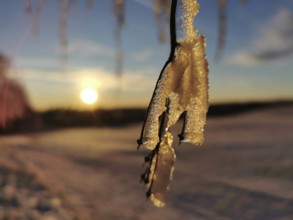 Ice-covered plant in front of a golden sunset on the horizon, Franconian Forest