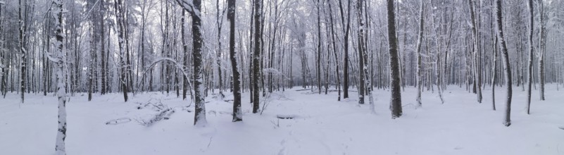 Snowy forest, quiet winter atmosphere, Rennsteig, Thuringian Forest