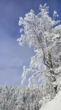 Snowy tree against blue sky, wintry landscape, Rennsteig, Thuringian Forest