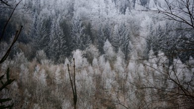 Wintery forest landscape with snow-covered hills, cold atmosphere, Franconian Forest nature park