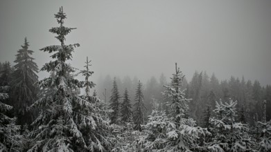 Snowy firs in a foggy forest create a mystical winter landscape, Rennsteig, Thuringian Forest