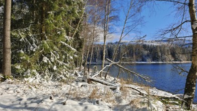 Snowy shore on a sunny winter day with forest and blue sky, Rennsteig, Thuringian Forest
