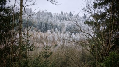 Snowy hills and trees, cold winter landscape with a mix of tree species, Franconian Forest nature