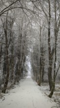 Snowy forest trail lined with bare trees that form a natural tunnel, Rennsteig, Thuringian Forest