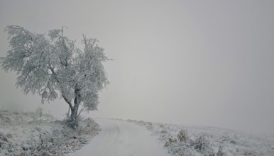 A lonely tree on a snow-covered path in a quiet winter landscape, Rennsteig, Thuringian Forest