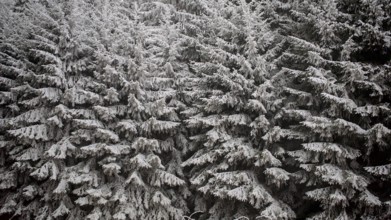 Detailed view of heavily snow-covered fir trees, showing the texture and density of the forest,