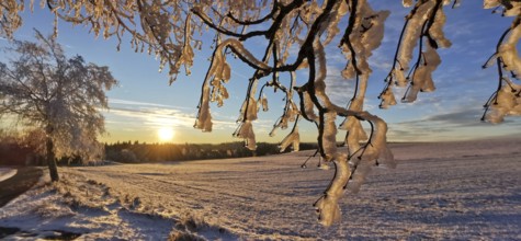 Branched branches covered in ice in front of a clear, sunny winter morning, Franconian Forest