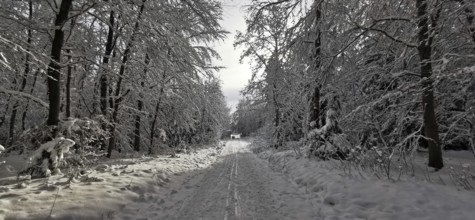 Snowy trail leads through a quiet, cold winter forest, Franconian Forest
