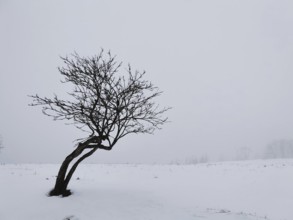 Lonely tree on snowy field under grey sky, Rennsteig, Thuringian Forest