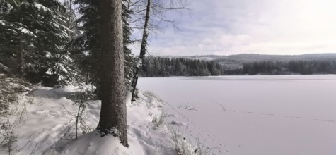 Snowy lake with trees and footprints in winter, Rennsteig, Thuringian Forest