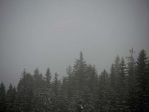 Misty forest with dark tree tops creates a gloomy atmosphere