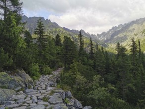 Rocky hiking trail leads through a green forest into the mountains