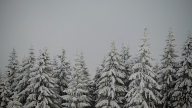Snow-covered fir trees under grey skies. Peace and winter silence dominate, Fichtelgebirge, Bavaria