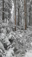 Snowy forest with densely overgrown firs and a quiet atmosphere, Fichtelgebirge, Bavaria