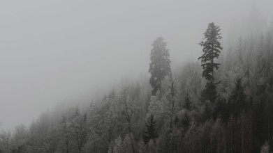 Snowy mountains with fir trees in fog, quiet winter landscape, Franconian Forest nature park Park