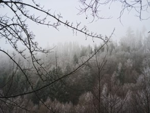 Misty forest on a hill, mystical winter landscape, Franconian Forest nature park Park