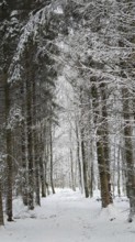 Snowy forest trail with tall trees, peaceful atmosphere, Rennsteig, Thuringian Forest