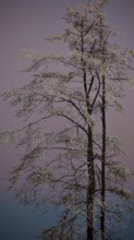 Single snow-covered tree against pink-purple evening sky, Rennsteig, Thuringian Forest