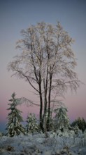 Snow-covered trees against pink sky at dusk, Rennsteig, Thuringian Forest