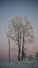 Group of snow-covered trees with pink sky in the background, Rennsteig, Thuringian Forest