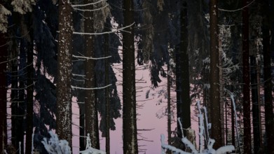 Dark snow-covered forest with pink evening sky in the background, Rennsteig, Thuringian Forest