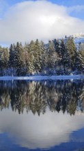 Snowy forest reflected in a quiet lake under blue sky with clouds, Rennsteig, Thuringian Forest