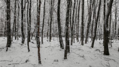 Winter forest with snow-covered trees, quiet atmosphere, Rennsteig, Thuringian Forest