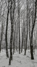 Snow-covered trees in a quiet winter forest, Rennsteig, Thuringian Forest