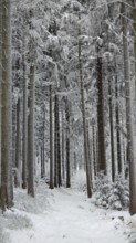 Snowy forest trail with tall, snow-covered fir trees, Fichtelgebirge, Bavaria