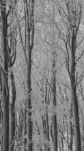 Close-up of snow-covered trees in a cold, grey winter forest, Fichtelgebirge, Bavaria
