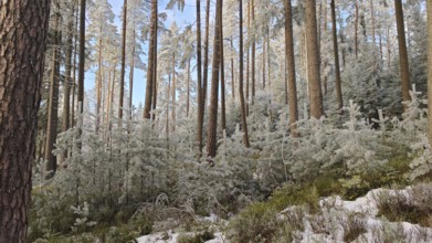 Snowy forest with tall trees under clear sky, quiet winter atmosphere, Fichtelgebirge, Bavaria