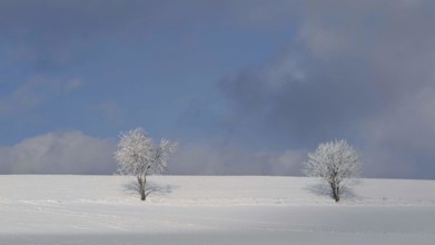 Two snowy trees on a snowy field under a blue sky, Franconian Forest