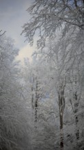 Tender snow-covered trees reach up against the blue sky, Fichtelgebirge, Bavaria