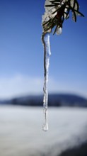 Close-up of an icicle hanging from a branch, Fichtelgebirge, Bavaria