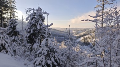 Snowy landscape with hills and trees in sunlight, Fichtelgebirge, Bavaria