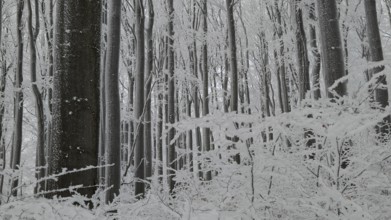 Snowy forest with snow-covered trees in a cold, mystical atmosphere, Fichtelgebirge, Bavaria