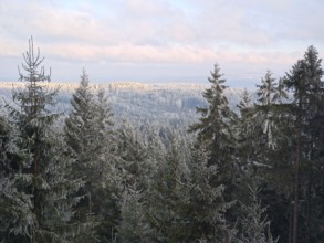 Snowy tree tops with a wide view over the forest, Fichtelgebirge, Bavaria